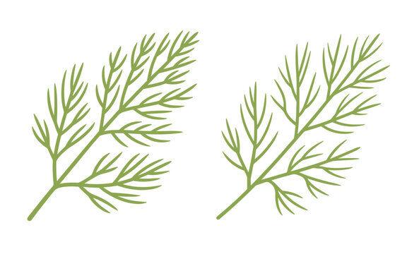 Two fresh green dill or fennel sprigs with delicate feathery leaves are shown, ideal for culinary and herbal design.