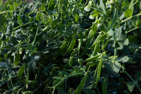 Summer green food background pea pods on plants