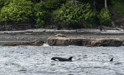 Two Orcas (Orcinus Orca)  In The Coastal Waters Of Gabriola Island © Leny Silina Helmig