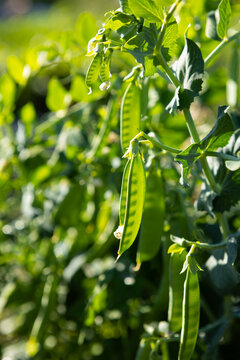 Green peas plants in organic vegetables garden concept sunny light