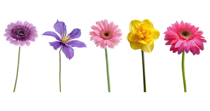 Wild flowers collection, set isolated on transparent white background