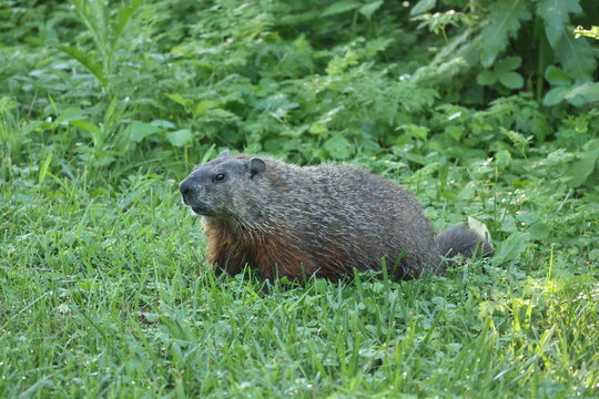 Groundhog or woodchuck (Marmota monax) resting in lush green grass and forest edge during summer in its natural habitat.