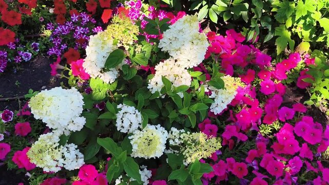 A bush of white panicle hydrangea grows in a summer flowerbed, surrounded by pink and purple petunias
