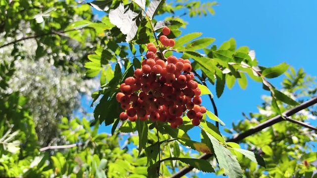 Clusters of ripe rowan berries swaying gently on a tree branch with green leaves.