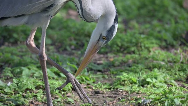 Grey Heron (Ardea cinerea) apparently cleaning or scratching its foot with its beak. July, London, UK [Slow motion x5]