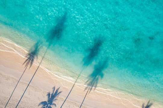 Stunning aerial turquoise lagoon palm trees leaves shadows on white sand beach top view drone shore summer scene. Minimal tropical landscape background design, perfect artistic pattern travel paradise