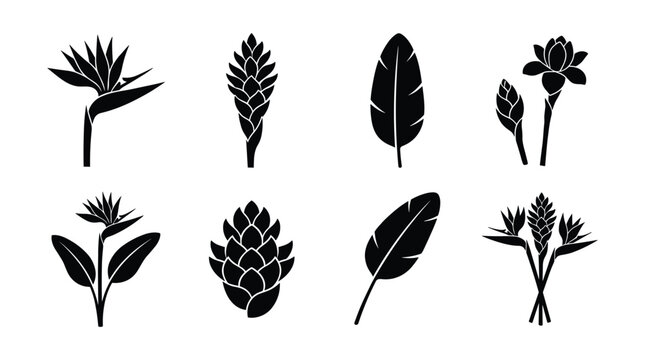 Bird of Paradise and Ginger Flower Silhouette Vector Set Exotic Tropical Icons