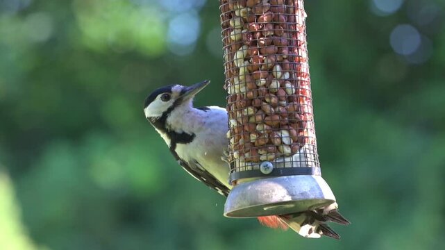 Great Spotted Woodpecker (Dendrocopos major) female eating peanuts from a garden bird feeder. July, Kent, UK [Slow motion x4]