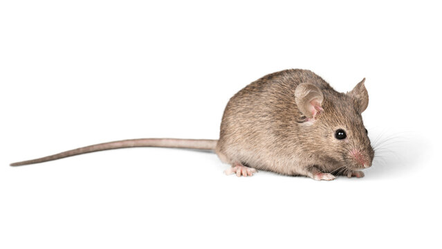 Small Brown House Mouse Isolated on White Background
