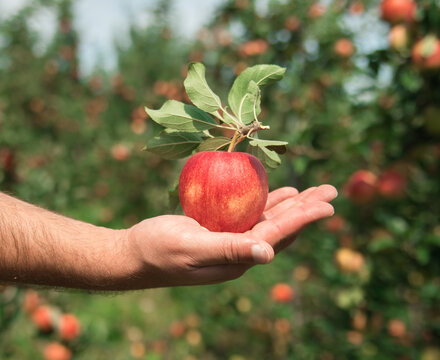 Apple Picking 