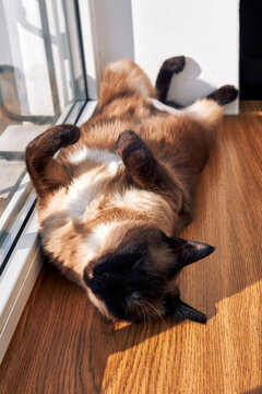 Mekong bobtail cat lying on back near window sunlight cozy home