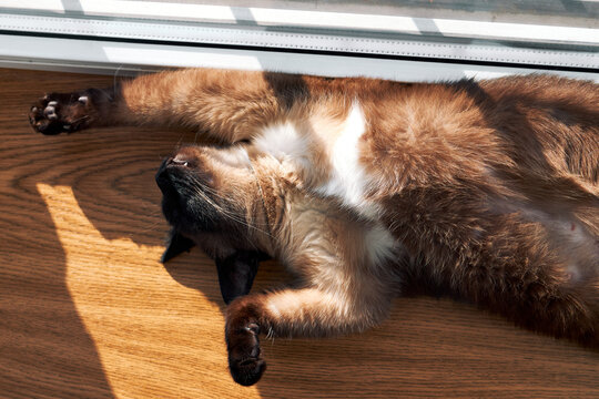 Mekong bobtail cat stretching on floor in sunlight relaxed cozy home