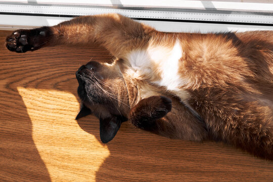 Mekong bobtail cat stretching on floor in sunlight relaxed cozy home