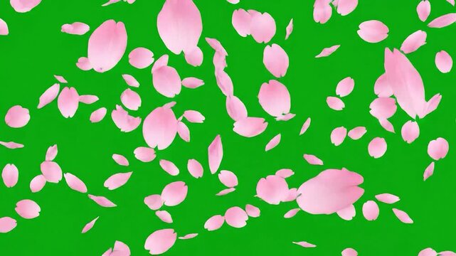Pink cherry blossom petals falling on a green screen background