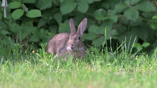 European Rabbit (Oryctolagus cuniculus) adult grazing on a garden lawn. July, Kent, UK [Half speed]