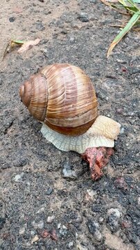 Close up of a large Roman snail Helix pomatia slowly crawling on rough asphalt surface outdoors
