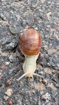 Top view of a large edible Roman snail Helix pomatia slowly crawling forward on textured asphalt surface after rain.