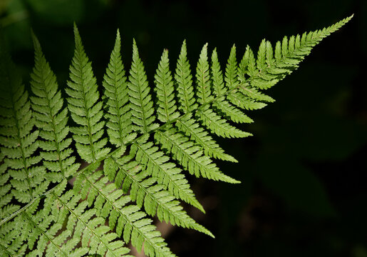 Fern Leaf growth wild in the forest