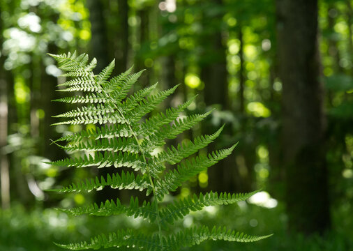 Fern Leaf growth wild in the forest