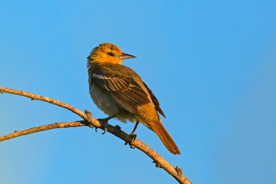 Bullock's Oriole in Hyatt Hidden Lakes Reserve Boise