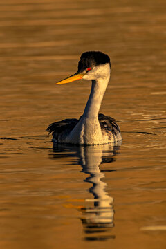 Western Grebe in golden light of sunset