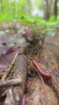 Tiny millipedes crawl across dry leaves on the damp ground.