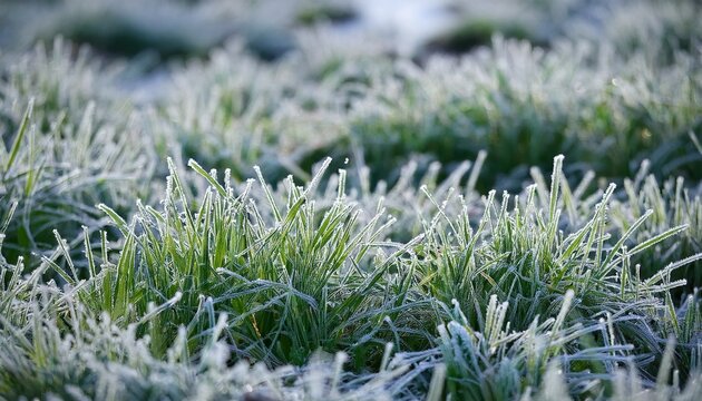 Green Grass In Hoarfrost
