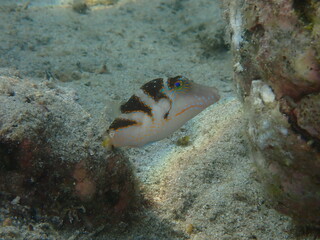 Valentini sharpnose puffer (Canthigaster valentini) underwater macro © kai