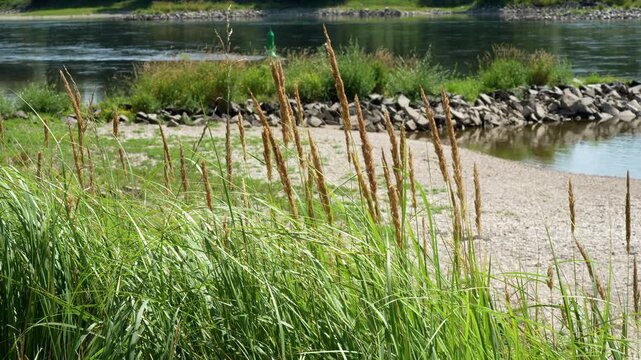Danube gravel beach in summer footage