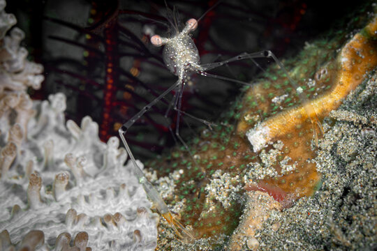 Cuapetes tenuipes Shrimp @ Leyte, The Philppines