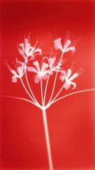 Obraz premium Red and white floral design, elegant and minimal, perfect for mobile wallpaper.