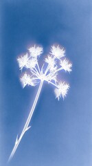 Obraz premium Minimalist floral design in blue tones, perfect for mobile wallpaper.