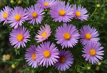 Fototapeta premium Purple aster flowers with yellow centers blooming in a garden, natural floral background, close up view