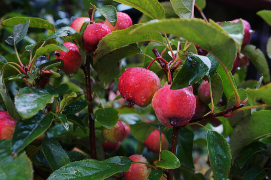Vivid Chinese crabapple fruit on the tree