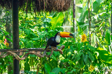 Toco toucan perched on a branch in a lush tropical environment in Brazil © ronedya