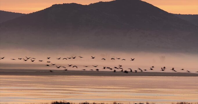 Grullas comunes cruzando un paisaje con niebla en Gallocanta