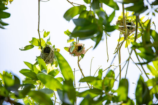 A bird makes a bird's nest under the tree to lay eggs.