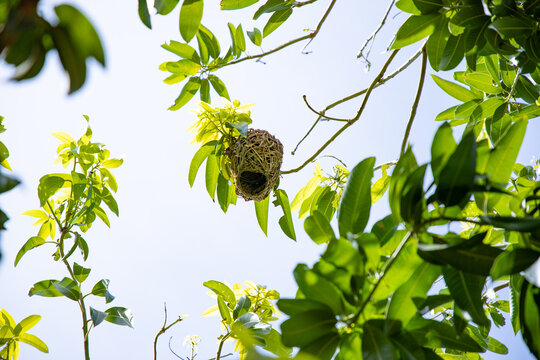 la croissance de la nature  par le nid
Sur les arbres a ouagadougou  au  burkima faso les oiseaux contruisent leurs nid sur les branches  des arbres pour se proteger contre le soleil est la chaleur af