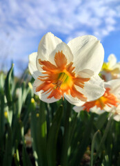 Fototapeta premium Blooming daffodil flower on sunny spring day with blue sky. Narcissus flower close-up. Blossomed flower with white orange petals, yellow stamens, green leaves growing in ground. Natural background