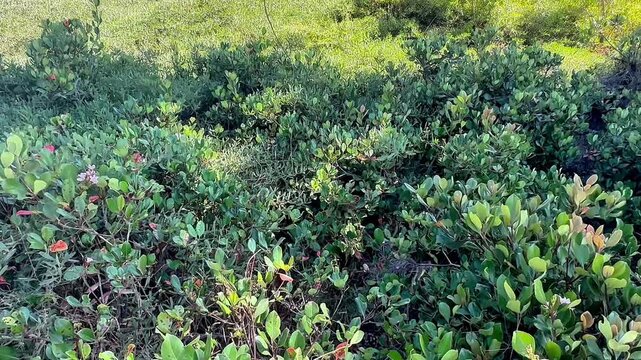 dense green thicket of rounded leaves and reddish stems growing tightly together in a wild outdoor setting creating a lush natural texture across the bright sunlit sloped terrain
