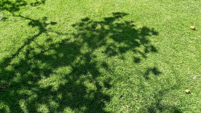 Dark leafy tree shadows are projected across a vibrant green manicured lawn under bright natural sunlight on a calm summer afternoon in an overhead full frame view