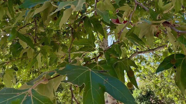 A close up view looking up through a dense canopy of sycamore tree branches and broad green leaves with sunlight filtering through the foliage on a bright summer afternoon
