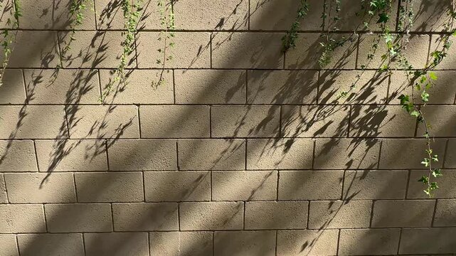 A concrete block wall features green hanging vines and leafy plant stems casting soft dark shadows across the beige stone surface under bright natural sunlight in full view