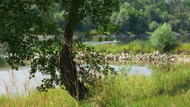 Tree at Danube river bank footage