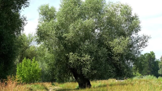 Large willow tree in meadow footage