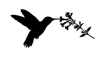 Fototapeta premium Hummingbird And Floral Branch Silhouette Against White Background