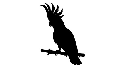 Cockatoo Silhouette On Branch Black And White Graphic © Bismillahadobe