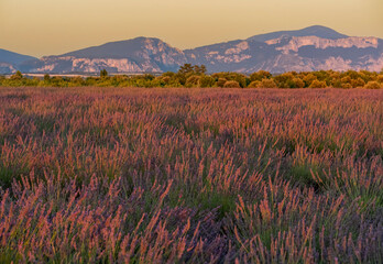 Fototapeta premium Puimoisson, France - 07 04 2026: Panoramic view of a field of cut wheat on the Valensole plateau at sunset