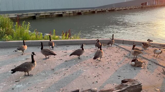 Canada geese flock at the Hudson river shore at sunset, Upper West Side, Manhattan, New York City