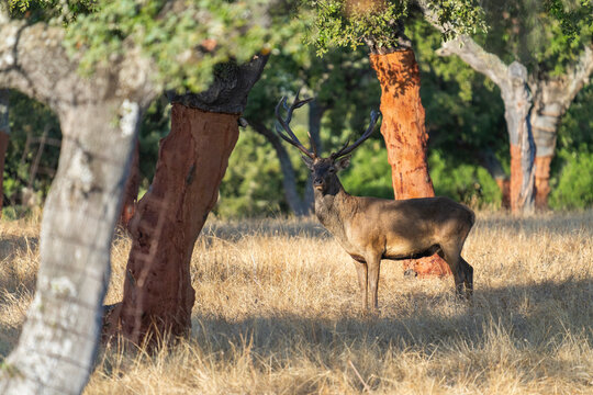 Red Deer Stag Among Cork Oaks At Sunset  